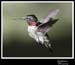 Hummingbird_59134_2980ww