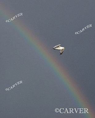 Over the Rainbow
A seagull soars over part of a rainbow.
Keywords: rainbow; seagull; bird; color; sky; twilight; Beverly; art; photograph; picture; print