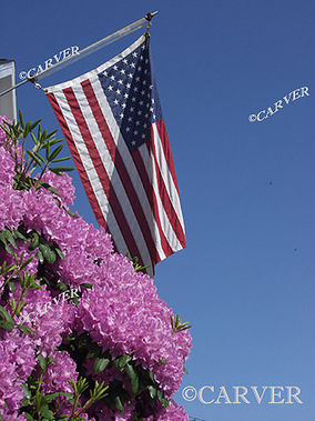 The Old Home Flag
Rhododendrons blooming before an American Flag,
Keywords: Beverly; flower; flag; rhododendron; blue sky; photograph; picture; print