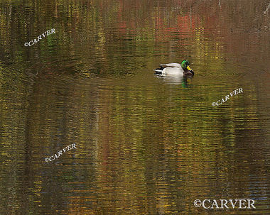 Painted Waters
 A duck paddles across a pond aglow with fall colors. From the Audubon Sanctuary in Marblehead, MA.
Keywords: Duck; reflection; bird; autumn; photo; picture; print