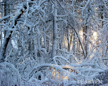 Spotlight Center Stage
The light and the way this small wooded area was covered in snow makes this one of the artist's favorites. 
This was taken off of Linebrook Rd. in Ipswich, MA.
Keywords: winter; snow; northeaster; backlight; Ipswich; photograph; picture; print