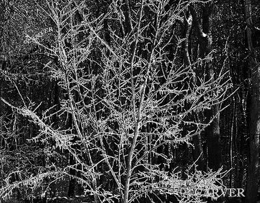 Foliage Frozen
After an ice storm this tree now has icicles instead of leaves.
Keywords: winter; ice; tree; icicle; photograph; picture; print