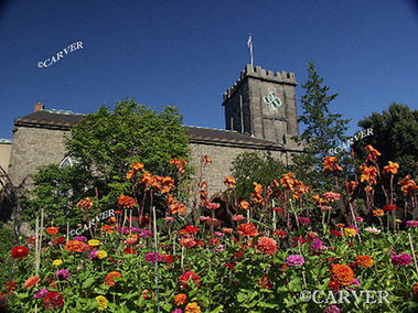 Petals and Stone
Flowers bloom in the Garden at the Ropes Mansion in Salem, 
The First Church looms behind.
Keywords: salem; flowers; stone; church; ropes mansion; photograph; picture; print