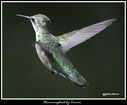 Hummingbird_5130353_carver.jpg