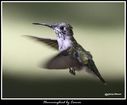 Hummingbird_5147900_carver.jpg