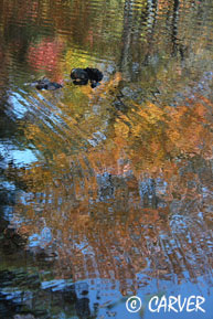 BlackRocks | Fall Colors Reflected 2008