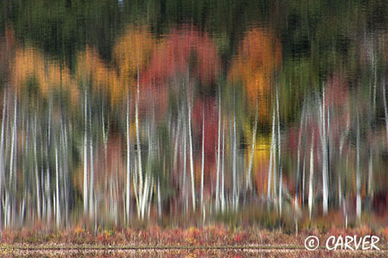 Waters Colored III | Autumn Foliage Rippled by Hoods Pond 2008