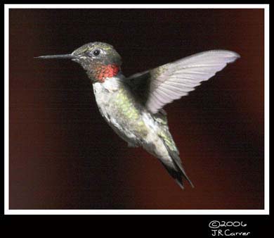 Hummingbird_59140_3108ww