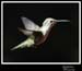 Hummingbird_59136_2999ww