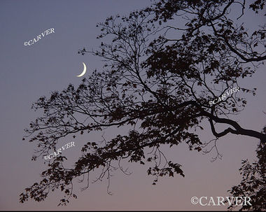 Cradle in the Bough
A sliver of a new moon rests in the colors of twilight and the branches of a tree.
From the corner of Hale and Lothrop St. in Beverly, MA.
Keywords: new moon; cradle moon; twilight; Beverly; art; photograph; picture; print