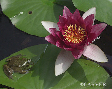The Coolest Pad on the Pond
A small frog on a water lily pad considers the shade.
From Long Hill in Beverly, MA.
Keywords: art; water lily; frog; pond; long hill; Beverly; photograph; picture; print