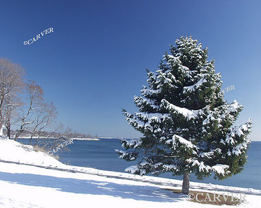 Lightly Dusted
From Independence Park in Beverly. An evergreen tree after a snowfall.
Keywords: Beverly; coast; evergreen; winter; snow; ice; beach; ocean; photograph; picture; print