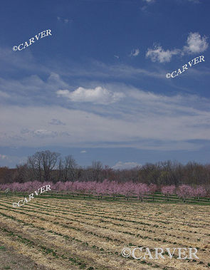 Spring Planting
From Connors Farm in Danvers, MA. Cherry trees blossom along a row on a perfect spring morning.
Keywords: Cherry blossom; Connors Farm; spring; photo; picture; print