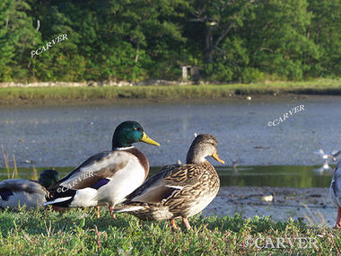Manchester Ducks
Looking towards the harbor these ducks were photographed in Manchester by the Sea, MA
Keywords: duck; bird; photo; picture; print