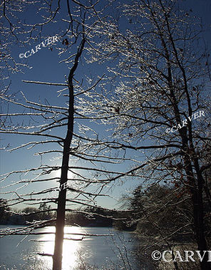 Iced and Sculptured 
A brilliant January sun shines through the branches of an ice covered tree. From Hoods Pond.
Keywords: Ice; winter; photograph; picture; print