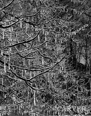 Crystal Ornaments
This tree covered in ice was photographed off of Asbury St. in Topsfield, MA.
Keywords: winter; ice; tree; icicle; photograph; picture; print