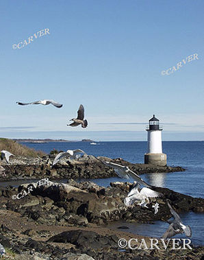 Gullhouse IV
Pigeons compete with seagulls for the hand-outs thrown by people nearby.
Keywords: lighthouse; salem; seagull; pigeon; winter; photograph; picture; print; blue; ocean; sea