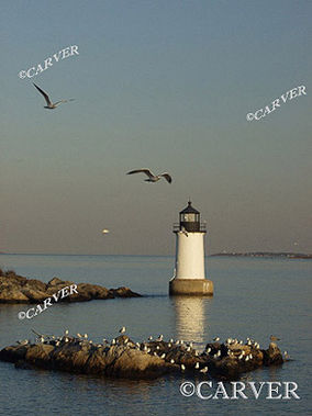 Lighthouse at Fort Pickering
Warm colors and flat waters make a friendly refuge for the seagulls
here at the Fort Pickering Lighthouse at Winter Island in Salem, MA.
Keywords: Fort Pickering; lighthouse; salem; seagull; winter; photograph; picture; print; blue; ocean; sea