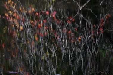 Water Flowers II
Fall colors reflected in Marblehead, MA at the Audubon Sanctuary.
Keywords: abstract;red;fall;autumn;foliage