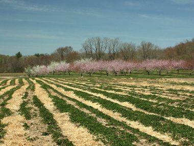 Spring at Connors Farm
Cherry blossoms form a backdrop to the freshly planted rows.

