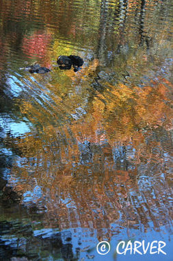 BlackRocks
A few darkened boulders contrast with the bright foliage 
reflected in this photograph from West Boxford, MA.
Keywords: fall; reflection; autumn; colors; pond; trees; foliage; picture; photograph