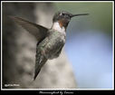 Hummingbird_5239922_carver.jpg